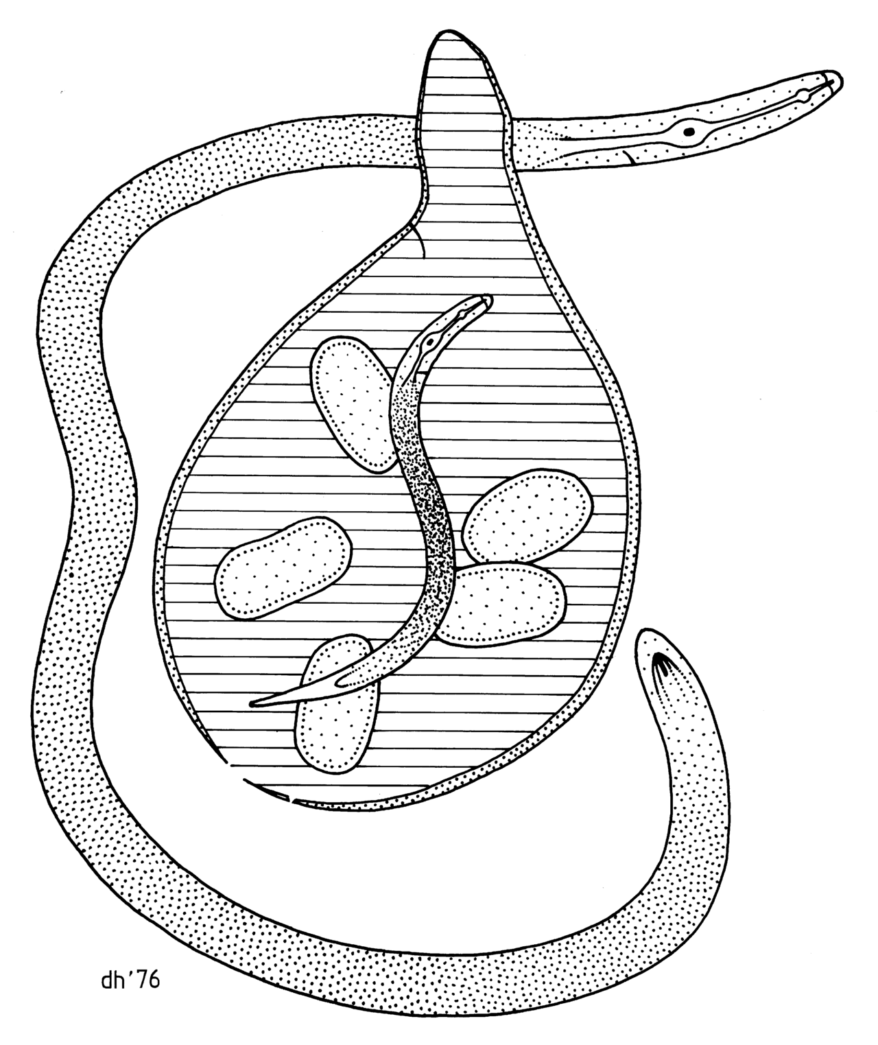 Blasser Kartoffelnematode — Globodera pallida