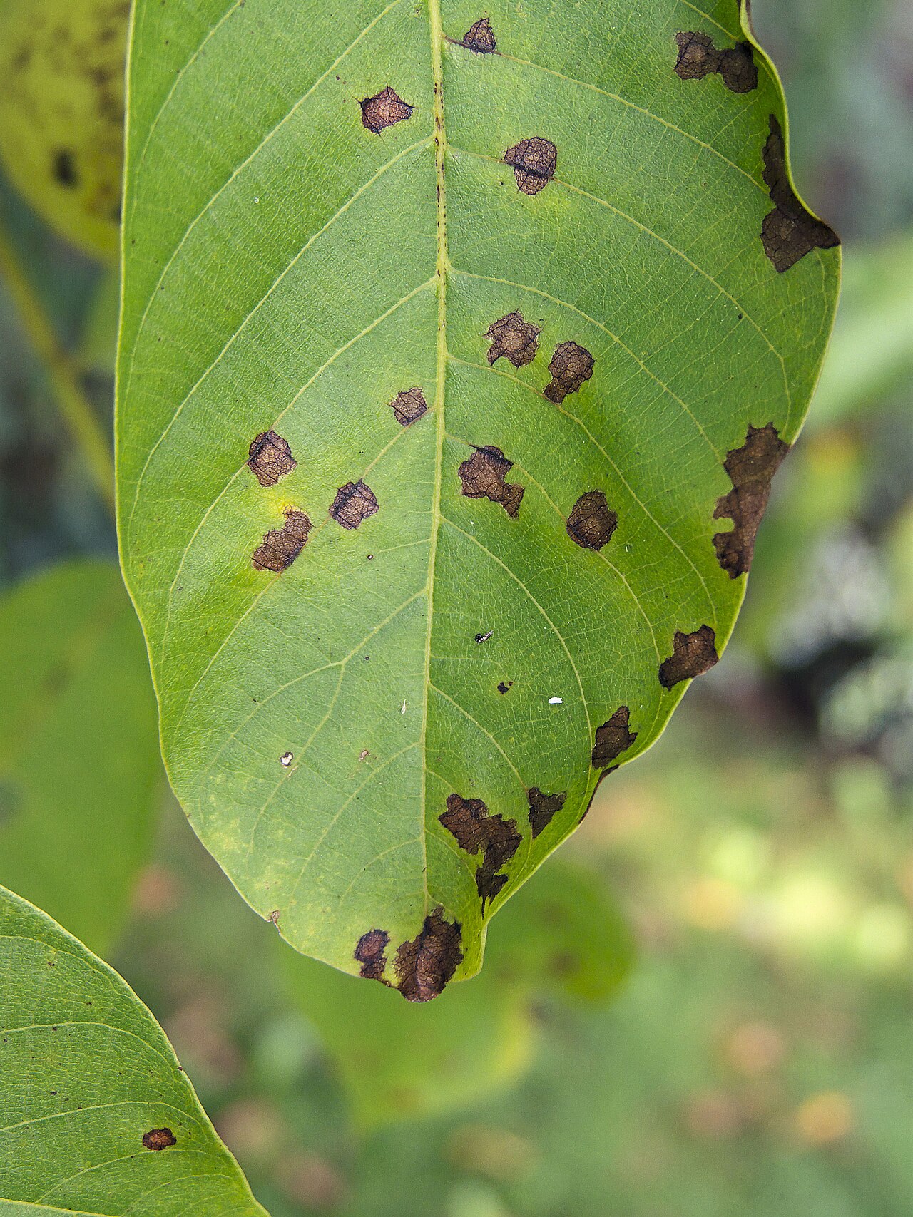 antracnosi del noce — Gnomonia leptostyla