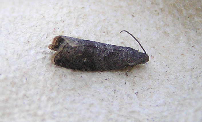 cidia del susino — Grapholita funebrana