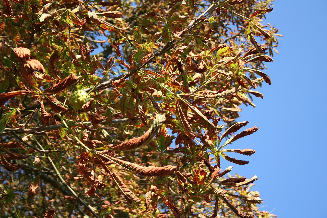 maculatura fogliare dell'ippocastano (Guignardia) — Guignardia aesculi