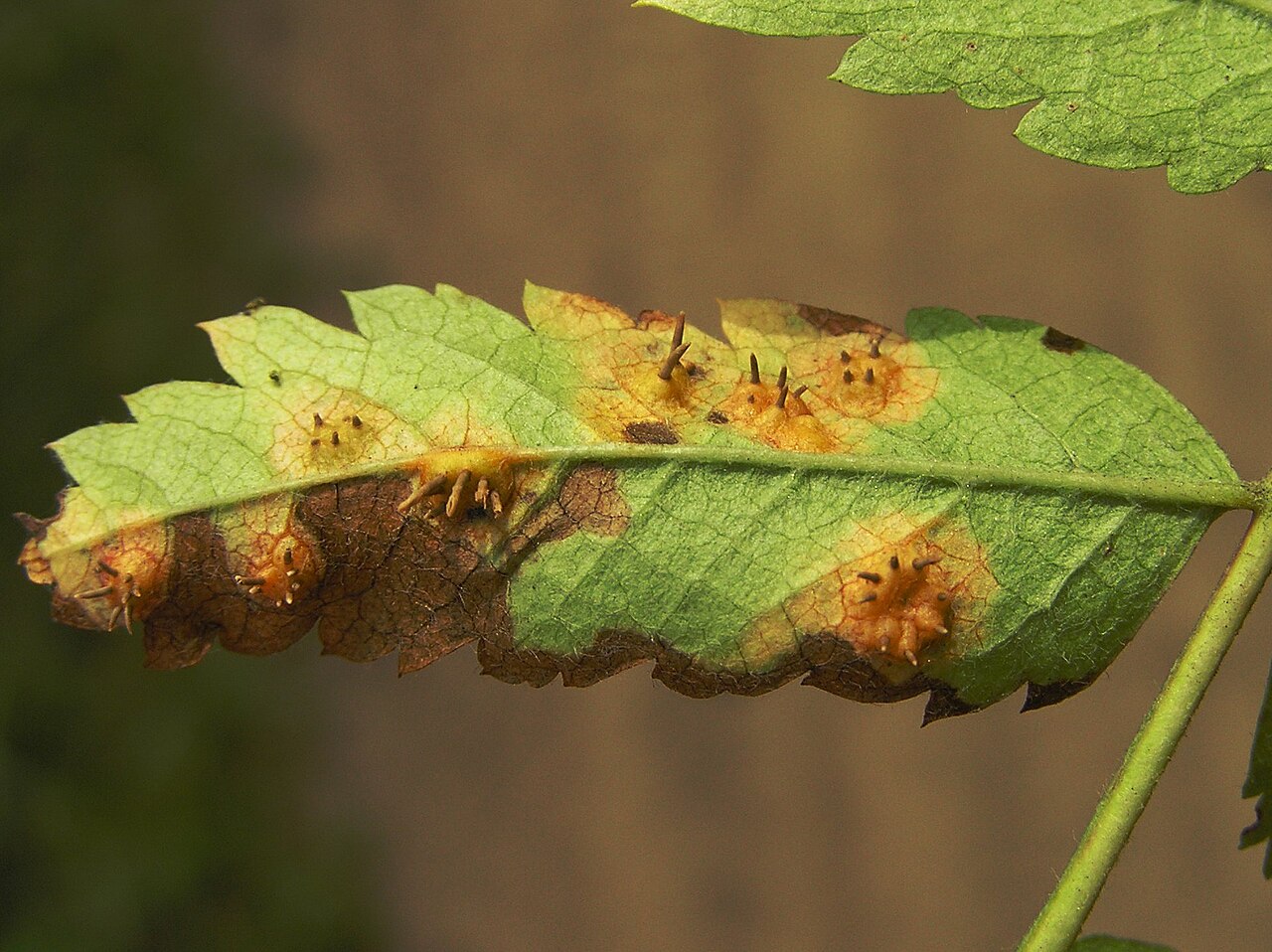 Birnengitterrost / Apfelrost — Gymnosporangium tremelloides