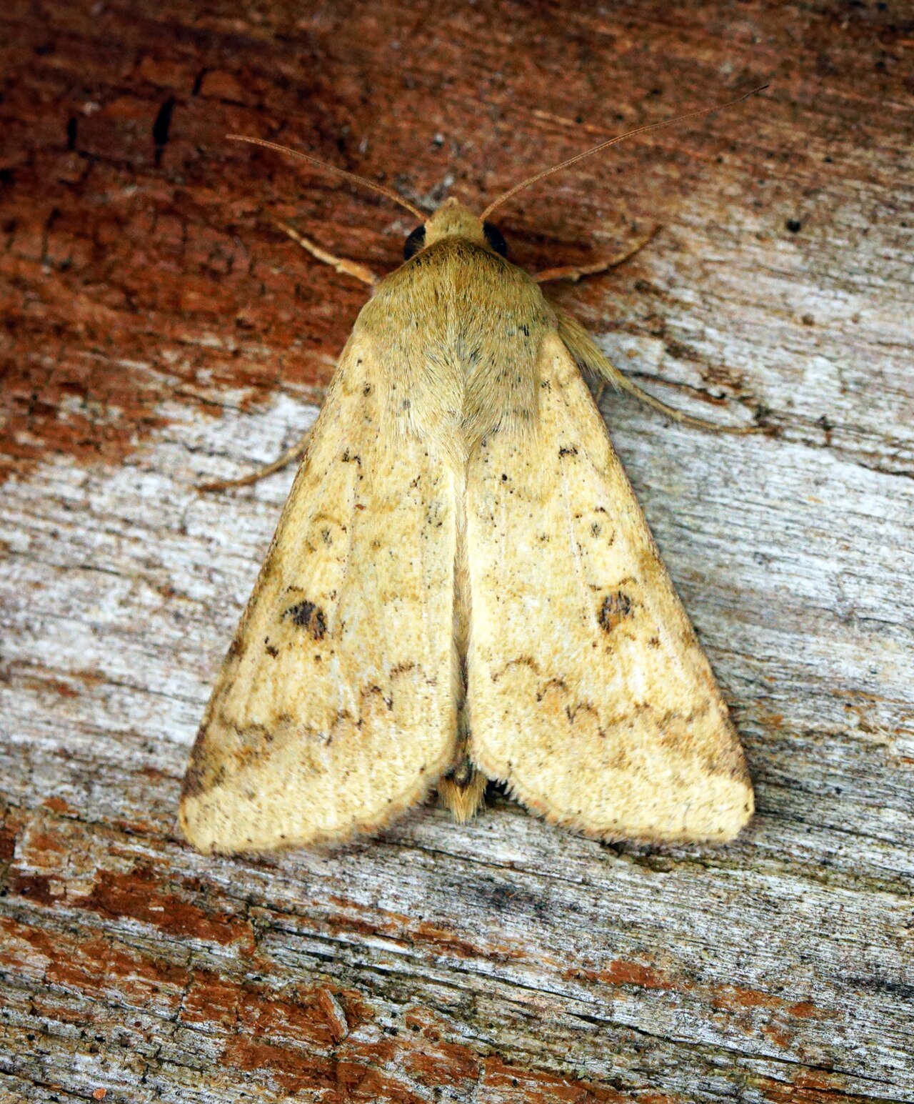héliothis du coton — Helicoverpa armigera