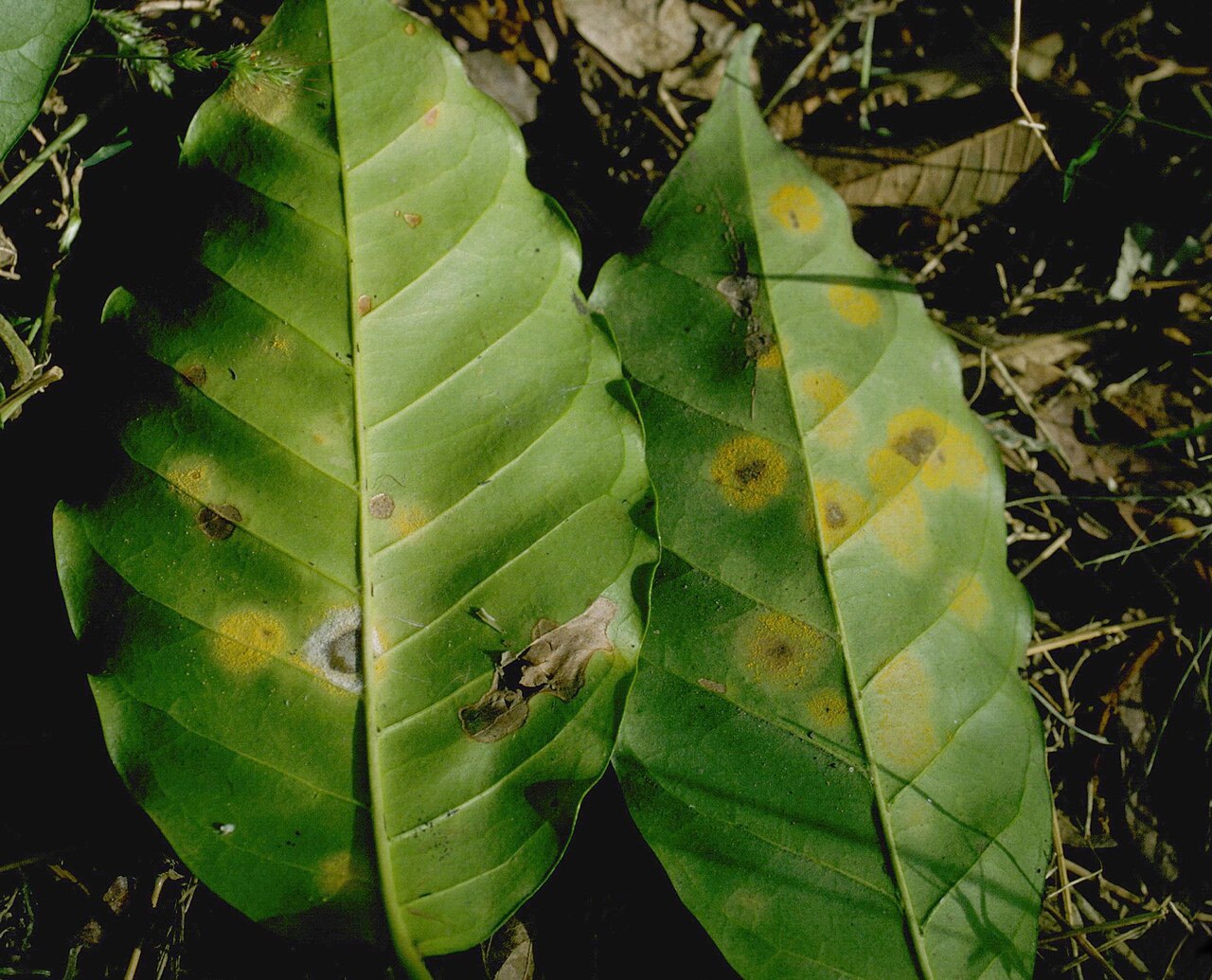 ruggine del caffè — Hemileia vastatrix