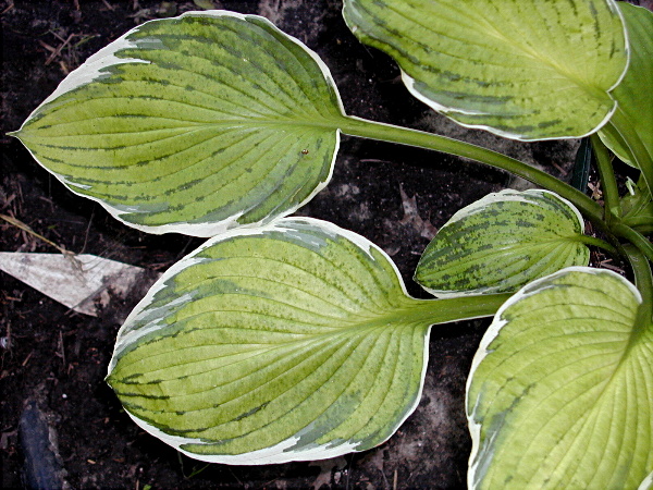 virus X della hosta (HVX) — Hosta virus X