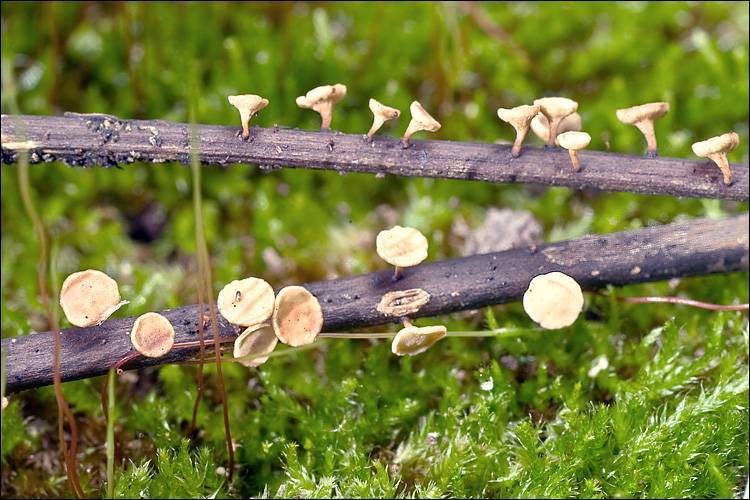 chalarose du frêne — Hymenoscyphus fraxineus