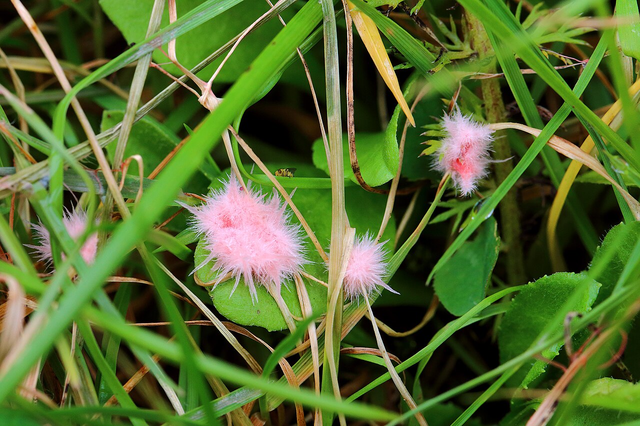 Rotspitzigkeit (Rasenkrankheit) — Laetisaria fuciformis