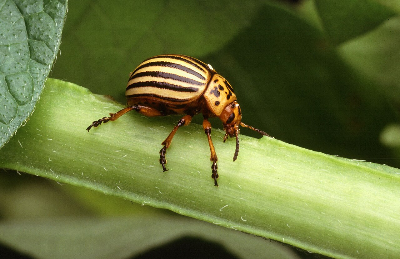 doryphore de la pomme de terre — Leptinotarsa decemlineata