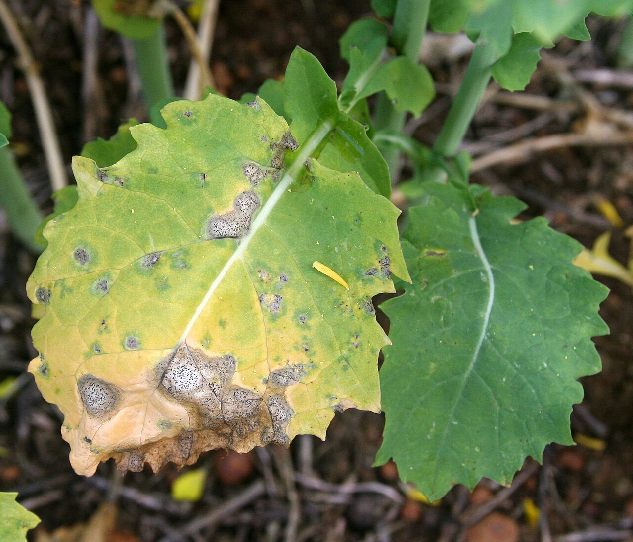 Wurzelhals- und Stängelfäule (Phoma) — Leptosphaeria maculans
