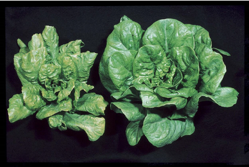 virus del mosaico della lattuga — Lettuce mosaic virus