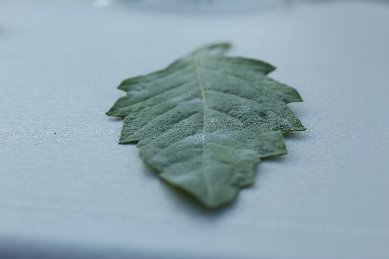 Oidio dell'okra (mal bianco endofitico, mediterraneo) — Leveillula taurica
