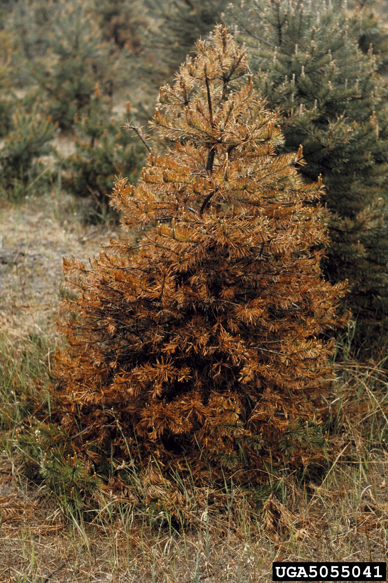 Kiefernschütte — Lophodermium seditiosum