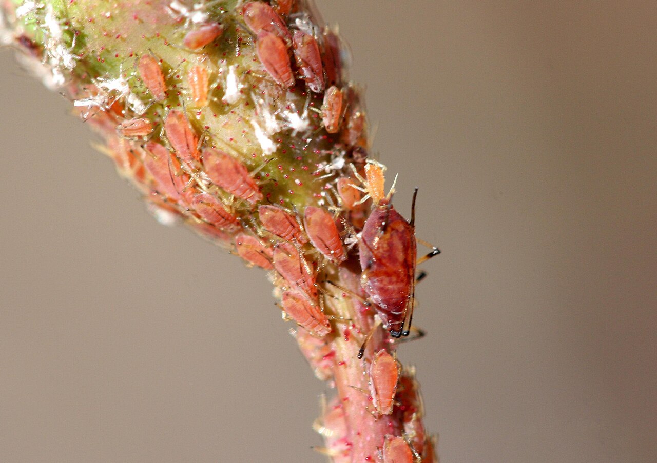 αφίδα της τριανταφυλλιάς — Macrosiphum rosae