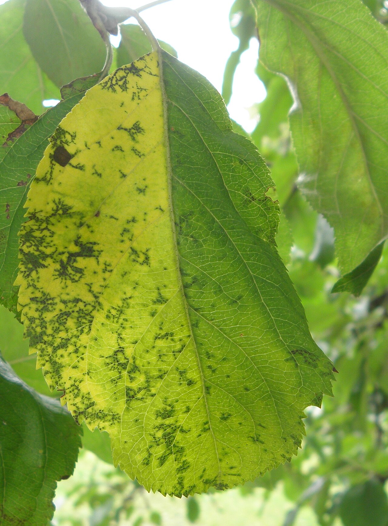 marssonina du pommier — Marssonina coronaria