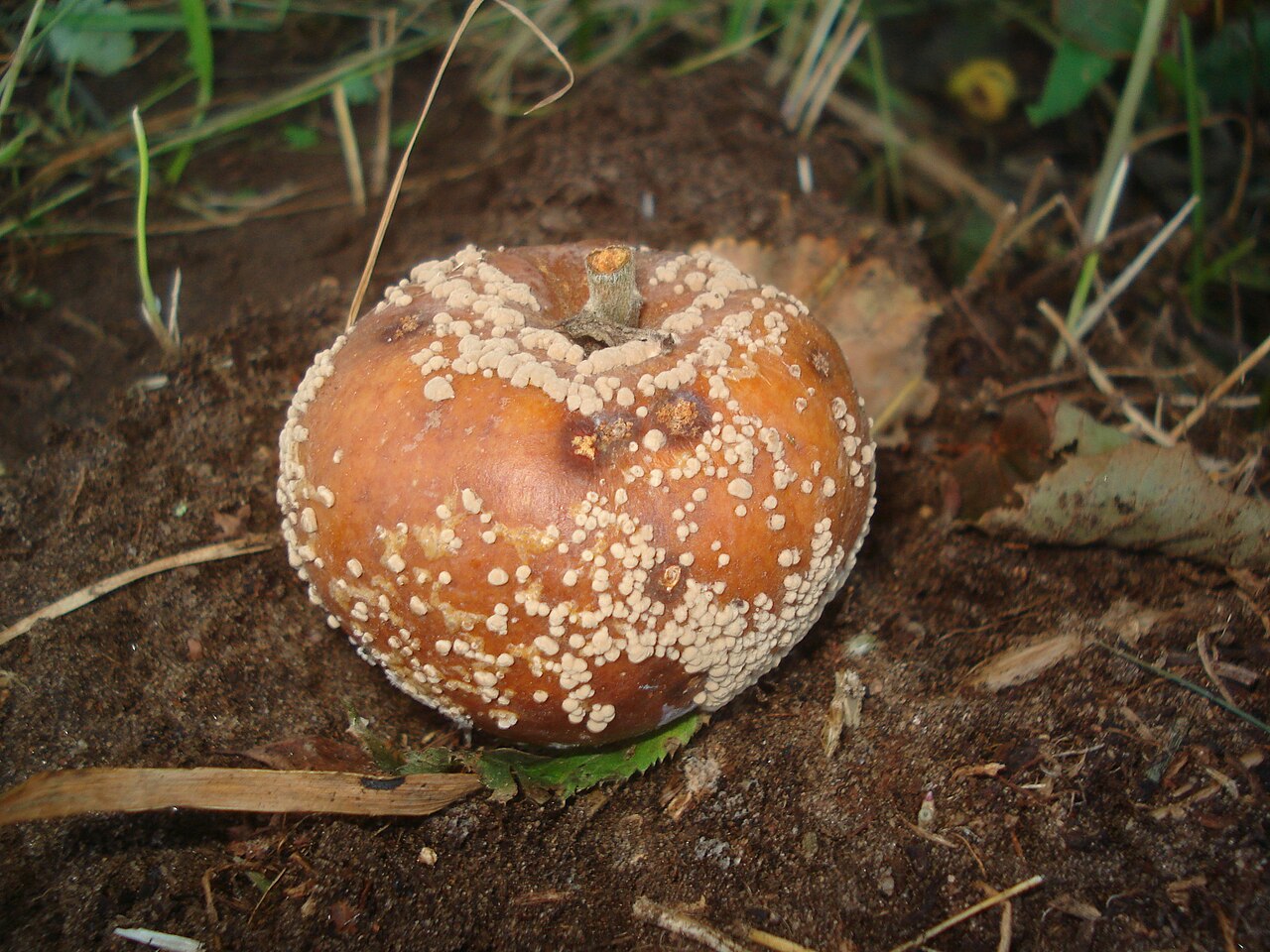 marciume bruno (M. fructigena) — Monilinia fructigena