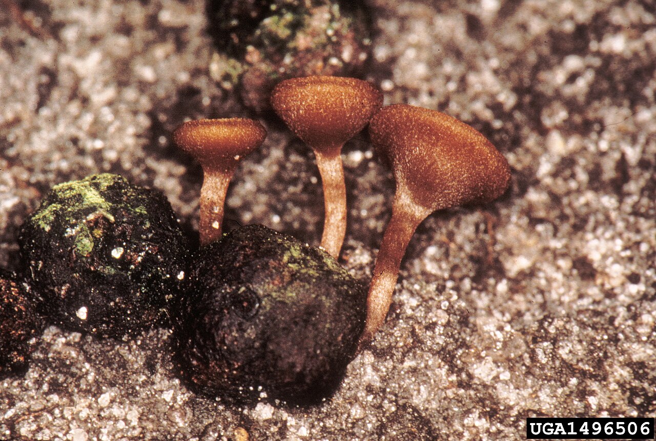 monilia du myrtille — Monilinia vaccinii-corymbosi