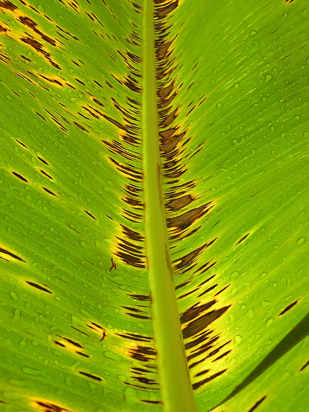 sigatoka nera — Mycosphaerella fijiensis