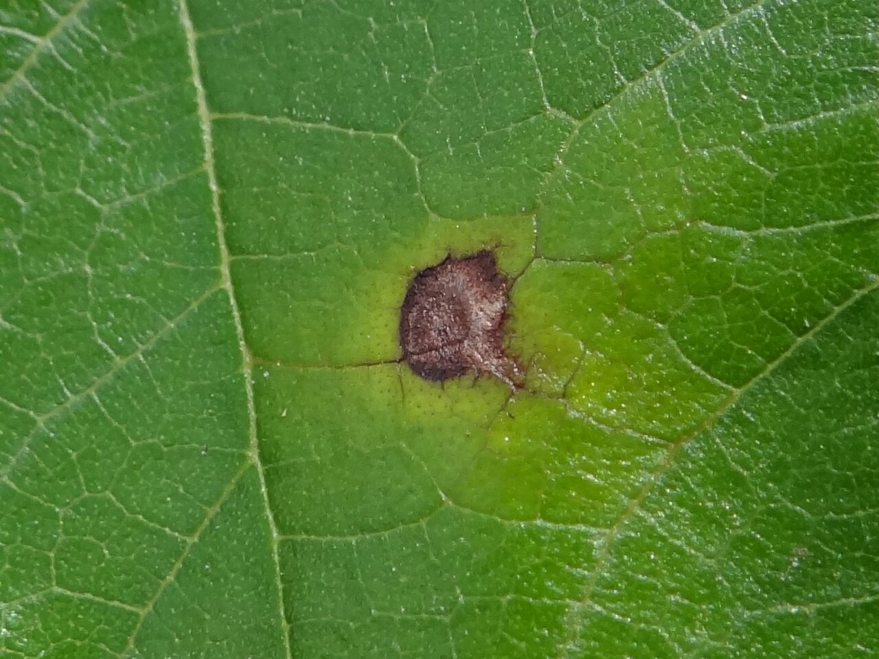 κηλίδωση φύλλων μουριάς — Mycosphaerella mori