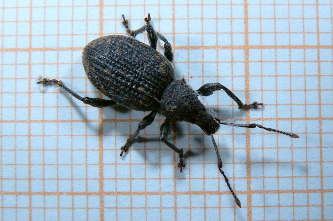 otiorhynque de la vigne — Otiorhynchus sulcatus
