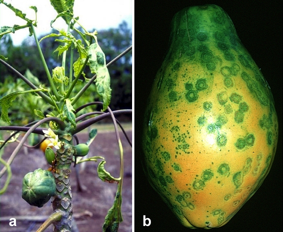 papaya ringspot virus (PRSV) — Papaya ringspot virus