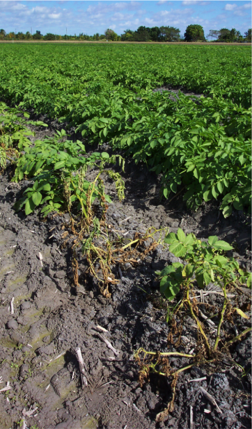 jambe noire de la pomme de terre — Pectobacterium atrosepticum