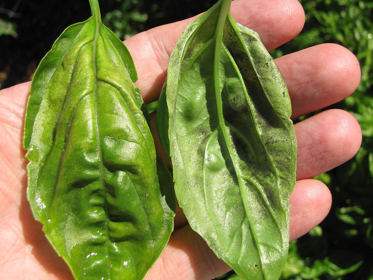 basil downy mildew — Peronospora belbahrii