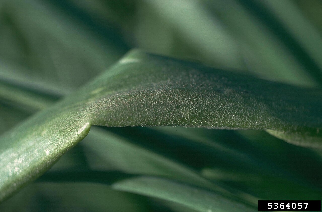 Falscher Mehltau der Zwiebel — Peronospora destructor