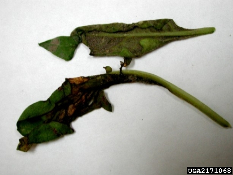 peronospora dello spinacio — Peronospora effusa