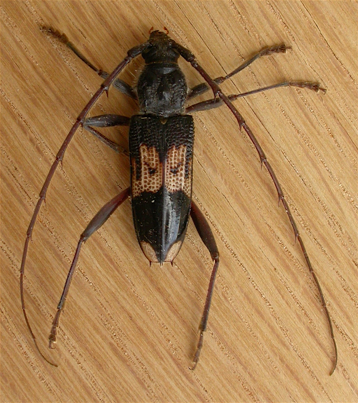 Eukalyptusbockkäfer — Phoracantha semipunctata