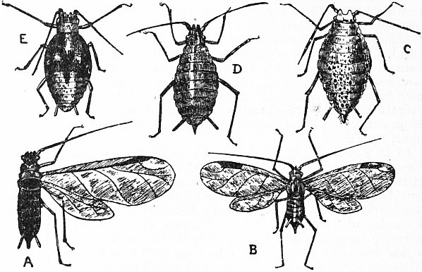Hopfenblattlaus — Phorodon humuli