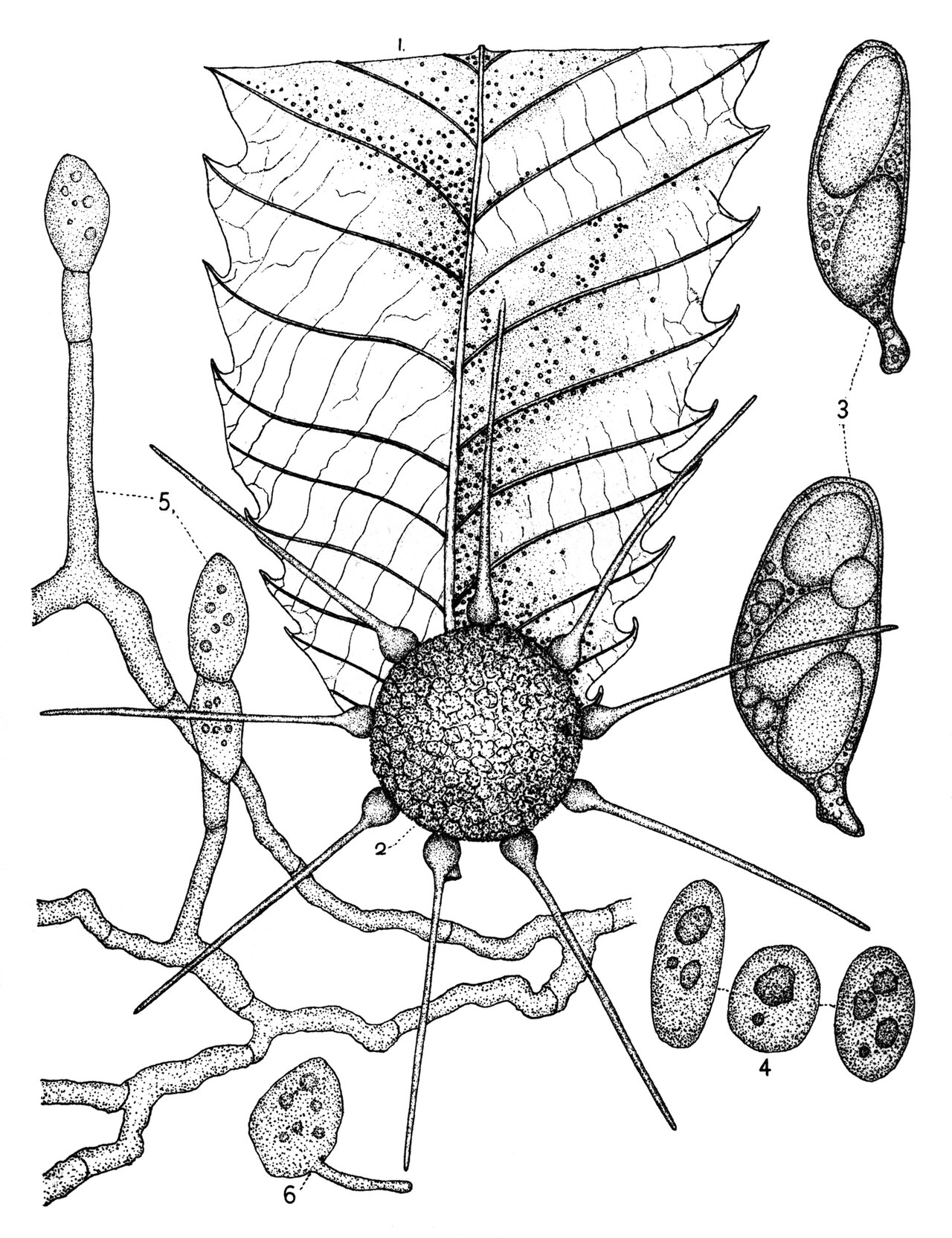 Echter Mehltau der Haselnuss — Phyllactinia guttata