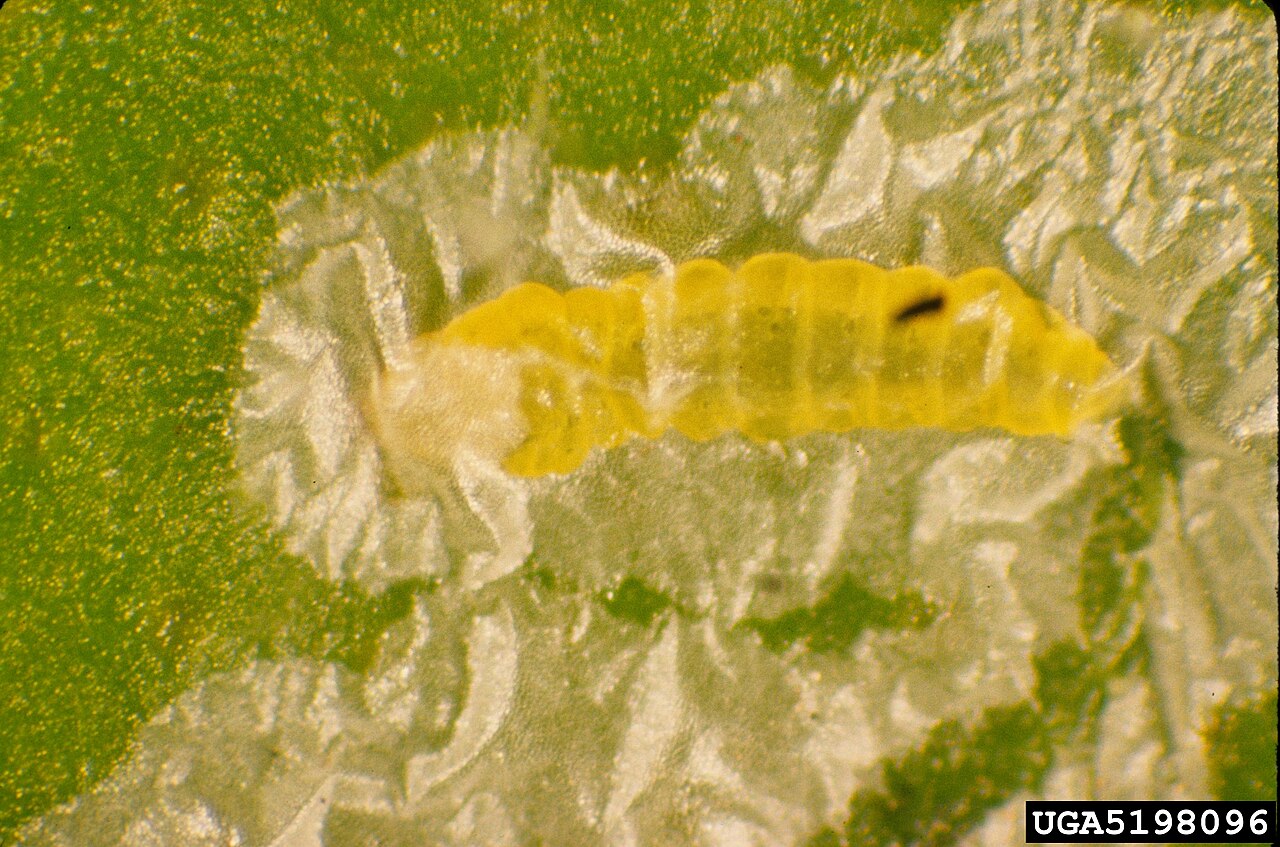 φυλλοκνίστης των εσπεριδοειδών — Phyllocnistis citrella