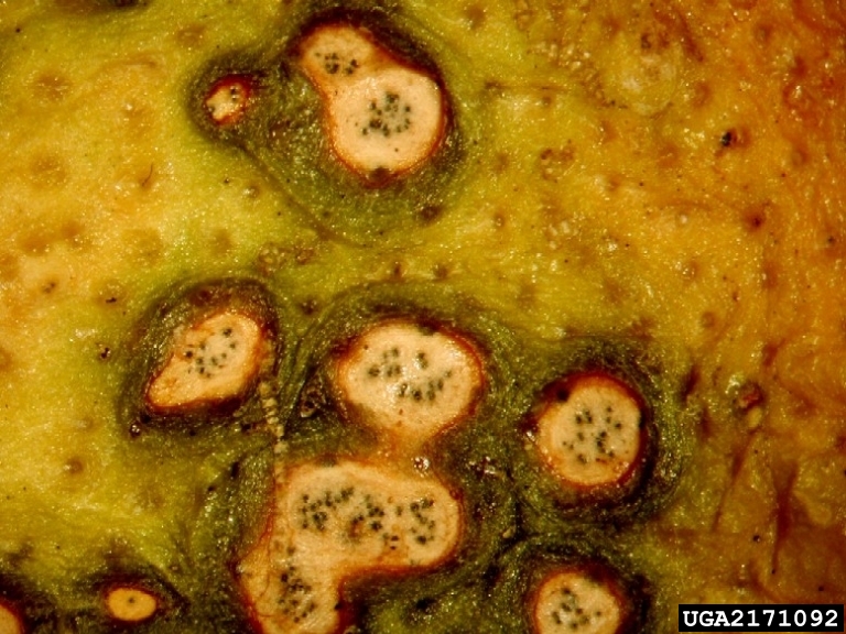 μαύρη κηλίδα των εσπεριδοειδών — Phyllosticta citricarpa