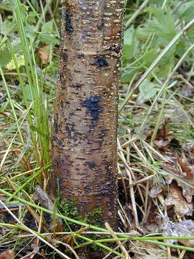 Erlen-Phytophthora — Phytophthora alni