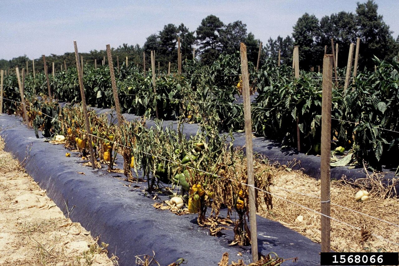 Phytophthora-Welke der Paprika — Phytophthora capsici