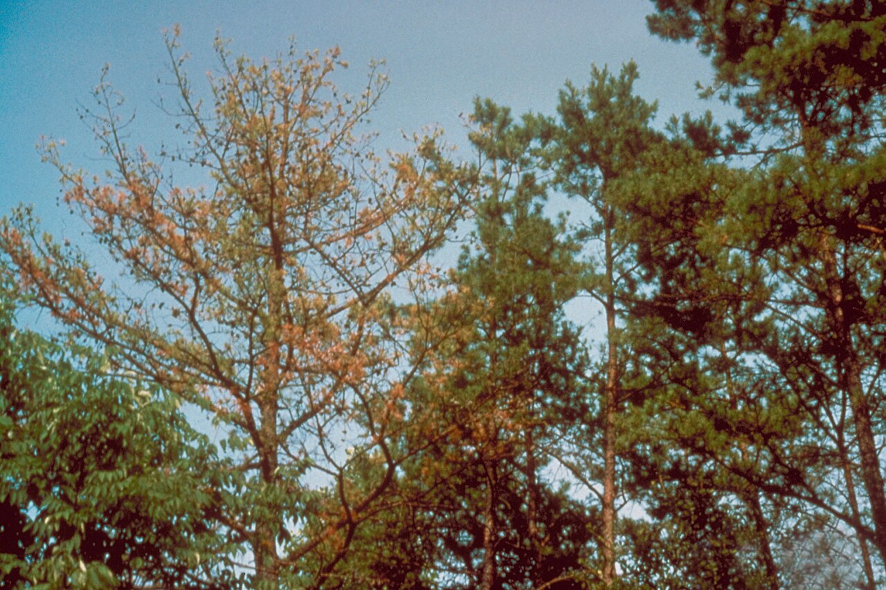 marciume radicale da Phytophthora — Phytophthora cinnamomi