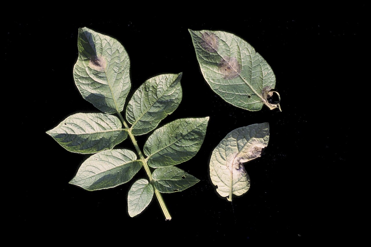 Krautfäule — Phytophthora infestans