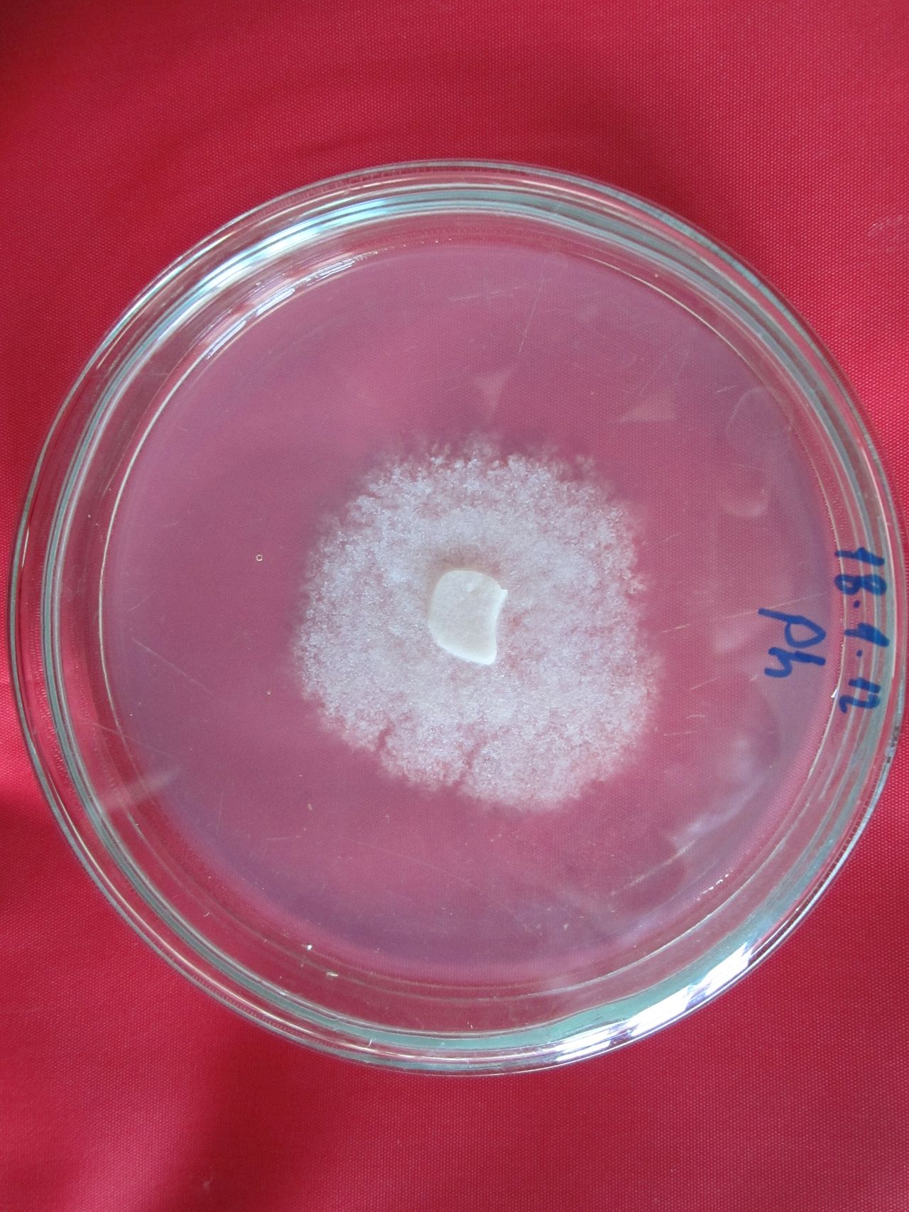 pourriture racinaire de la lavande — Phytophthora nicotianae