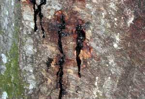Plötzliches Eichensterben — Phytophthora ramorum