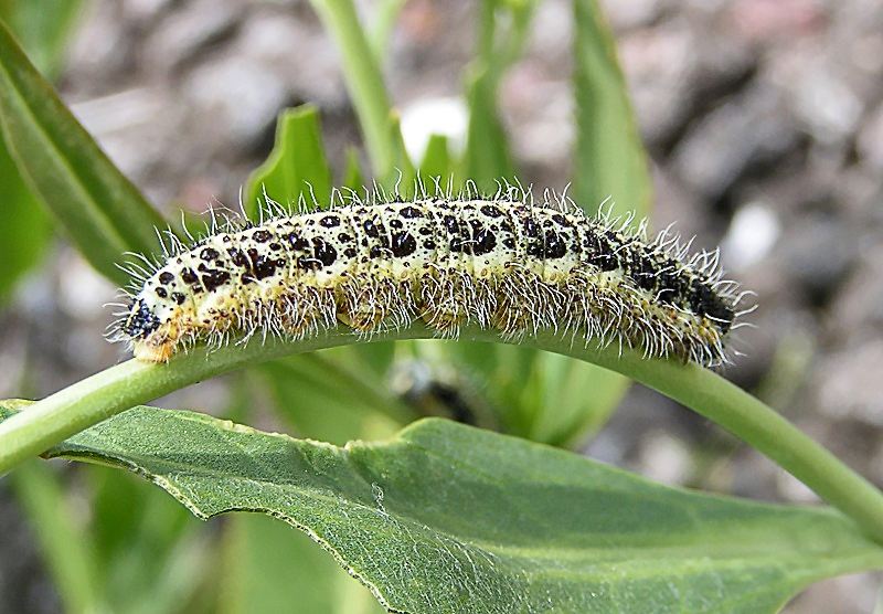 piéride du chou — Pieris brassicae