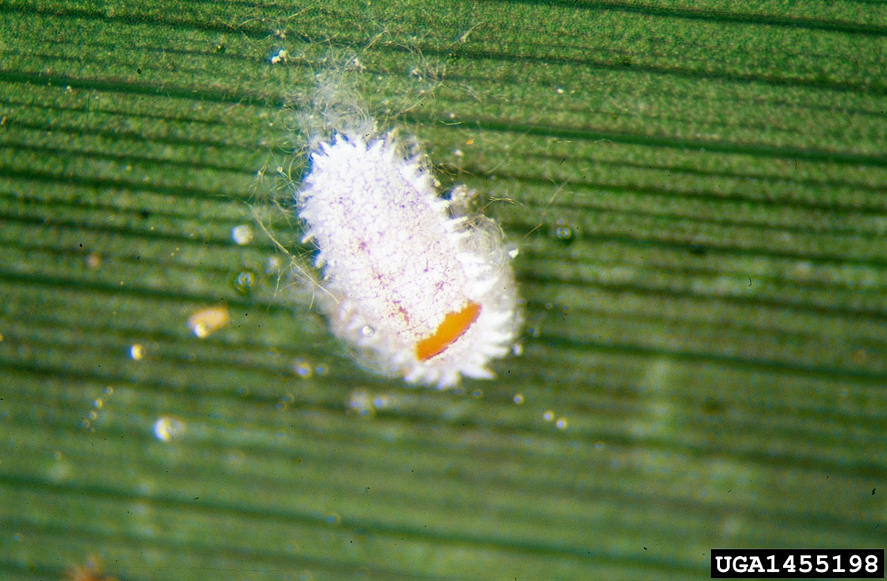 cocciniglia farinosa degli agrumi — Planococcus citri