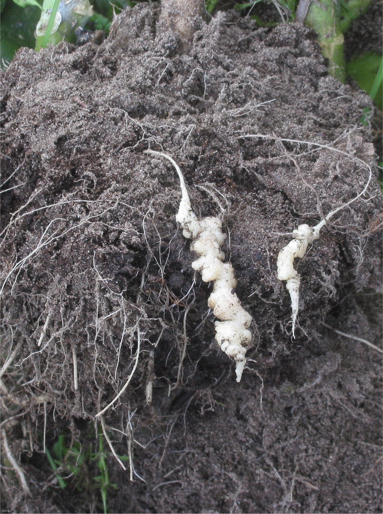 πλασμοδιοφορίαση — Plasmodiophora brassicae