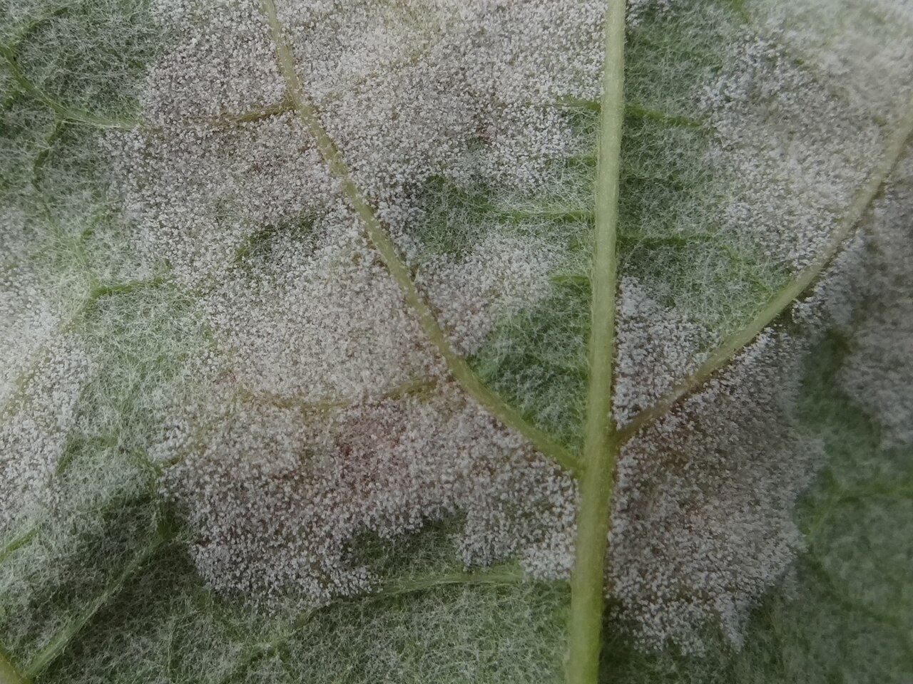 Falscher Mehltau — Plasmopara viticola