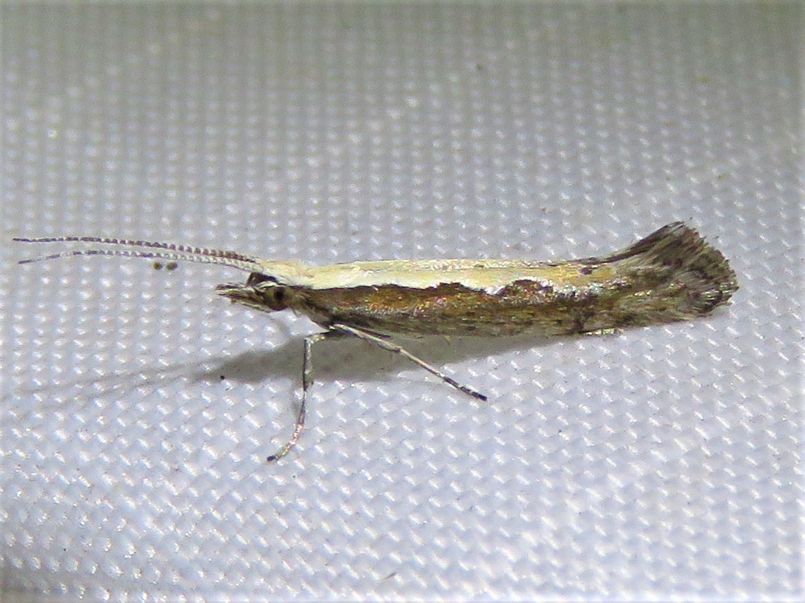 tignola del cavolo — Plutella xylostella
