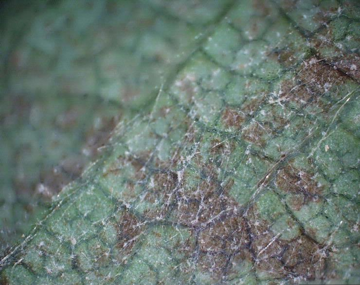 Echter Mehltau der Erdbeere — Podosphaera aphanis