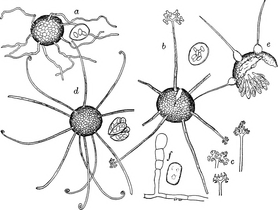 oïdium du cerisier — Podosphaera clandestina