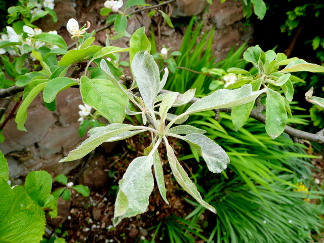 ωίδιο μηλιάς — Podosphaera leucotricha