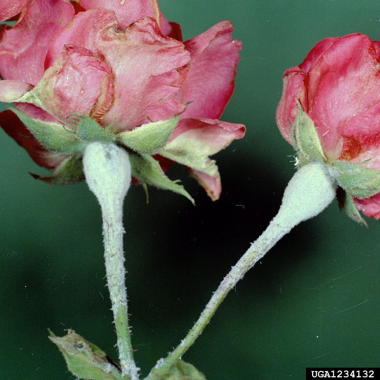Echter Mehltau der Rose — Podosphaera pannosa