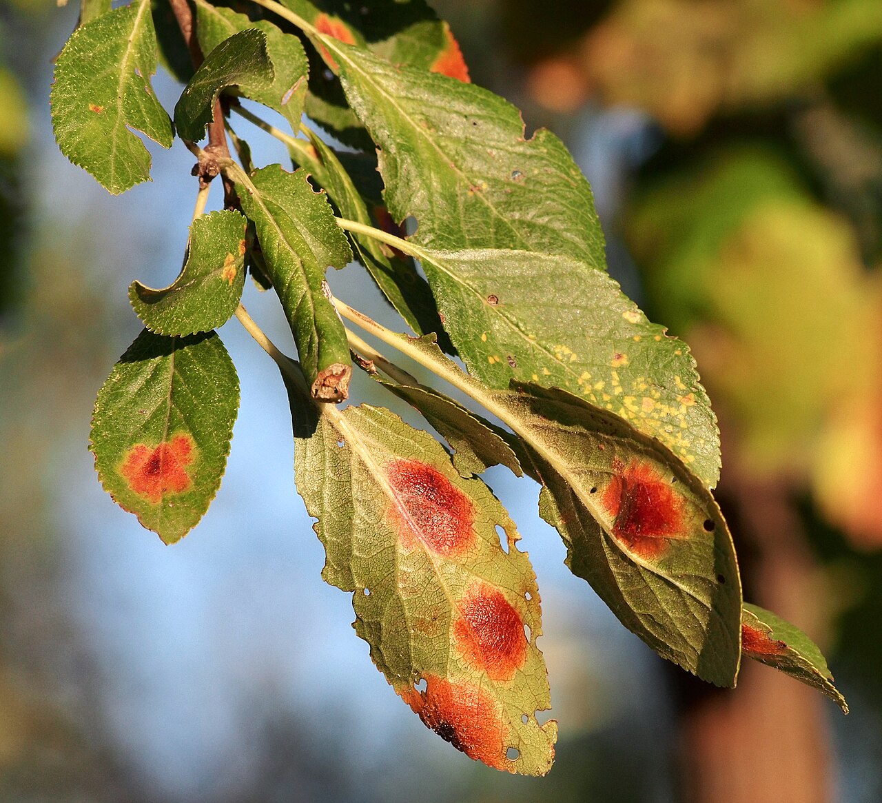 polystigma du prunier — Polystigma rubrum