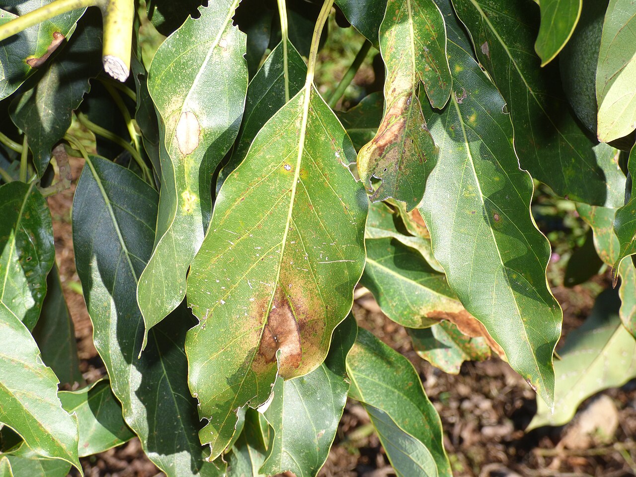 tingide dell'avocado — Pseudacysta perseae