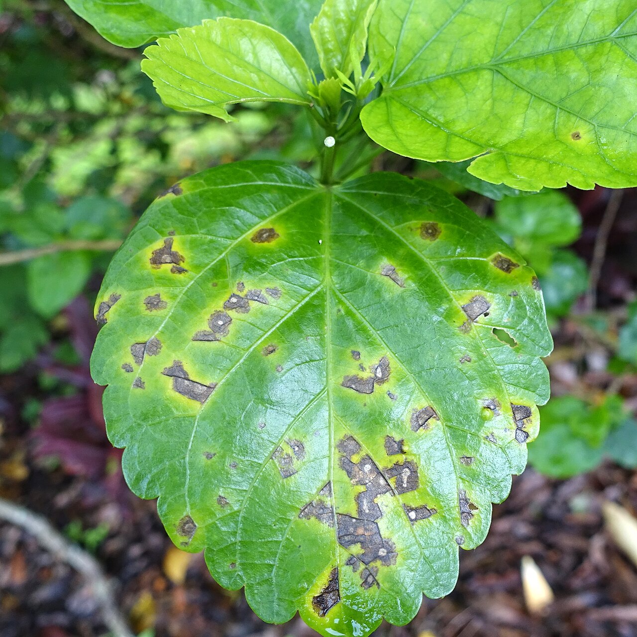 βακτηριακή κηλίδωση φύλλων (Pseudomonas) — Pseudomonas cichorii
